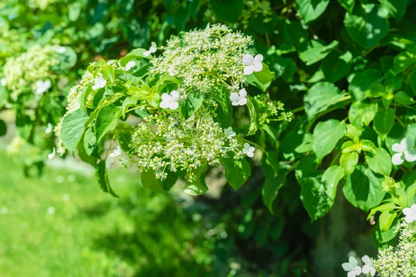 Wspinaczka Hortensje Ogrodzie Letnim Kwitnące Kwiaty Bliska — Zdjęcie stockowe