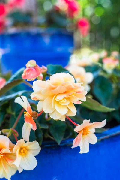 Close Flores Florescendo Vasos Jardim Verão Ensolarado — Fotografia de Stock