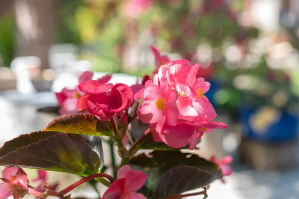 Flores Floridas Com Jardim Ensolarado Borrado Como Fundo — Fotografia de Stock