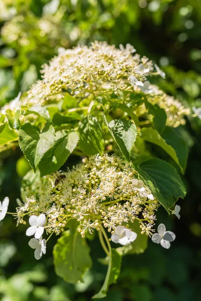 Klättring Hortensia Sommarträdgården Blommande Blommor Nära Håll — Stockfoto