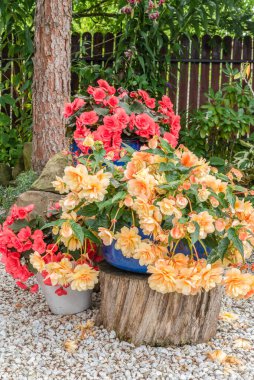 Çiçek açan çiçekler, yaz yeşili bahçe.