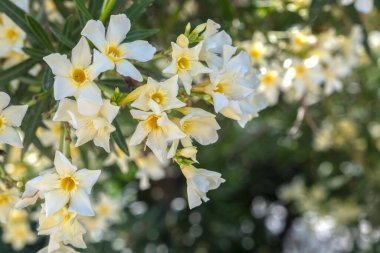 Bahçede yakın plan beyaz begonviller var.