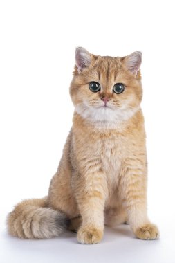 İskoç deli kedisi beyaz arka planda tek başına oturuyor