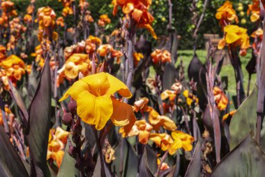 Turuncu Canna Tropicanna Toskana 'daki yaz bahçesinde