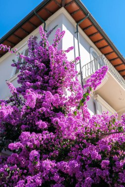 Mor begonviller bir evin beyaz duvarına tırmanıyor.