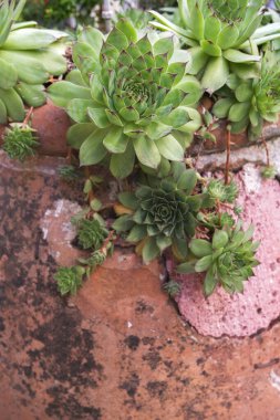 Çiçek saksısında sulu bitki. Yakın plan.