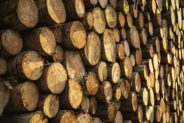 Pedaço Tronco Abeto Viu Árvores Floresta Indústria Madeireira — Fotografia de Stock