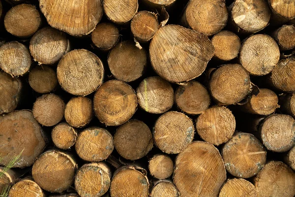 Tas Troncs Épinette Des Arbres Sciés Forêt Industrie Bois Oeuvre Image En Vente