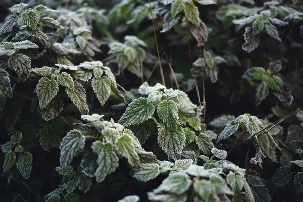 Beautiful Natural Background Top View Frosty Morning Mint Frost Taken Royalty Free Stock Photos