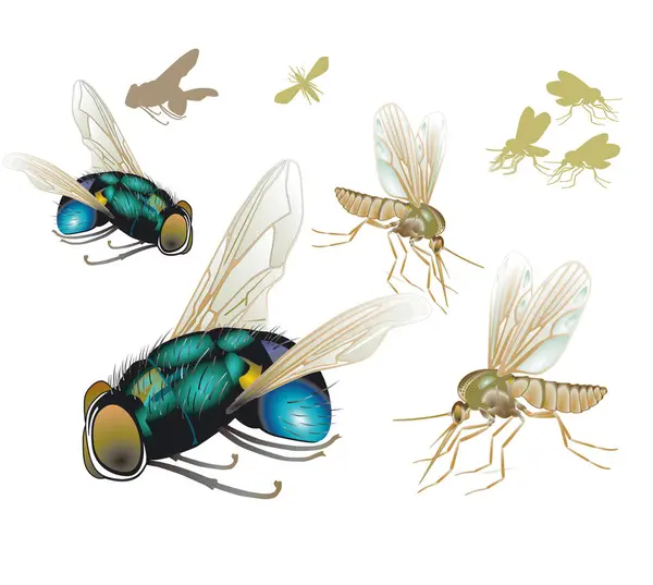 Flies Mosquitoes Isolated Illustration — Stock Vector
