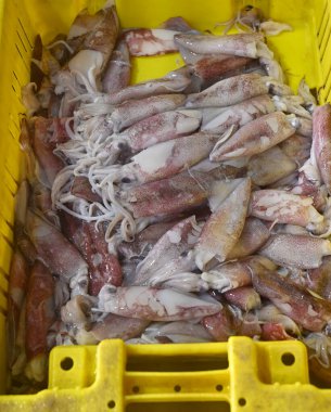 Fresh squid in the port of Jaffa in a basket