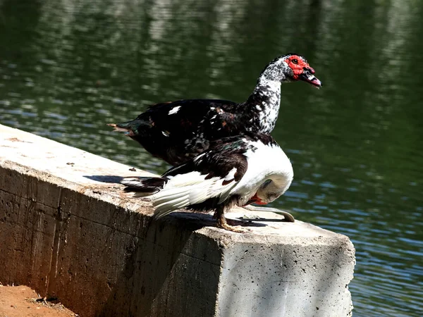 Ptaki Wodne Anseriformes Kaczka Muskawkowa Kaczki Indyjskie Byk Czerwony — Zdjęcie stockowe