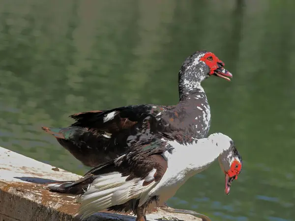 Vodní Ptactvo Anseriformes Močovitá Kachna Indiánské Kachny Červený Býk — Stock fotografie
