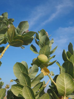 Anchar, Çilek familyasından bir ağaç cinsidir.