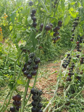 Greenhouses for growing organic tomatoes in the Arava desert Moshav Ein Yahav Israel clipart