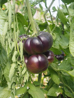 Greenhouses for growing organic tomatoes in the Arava desert Moshav Ein Yahav Israel clipart