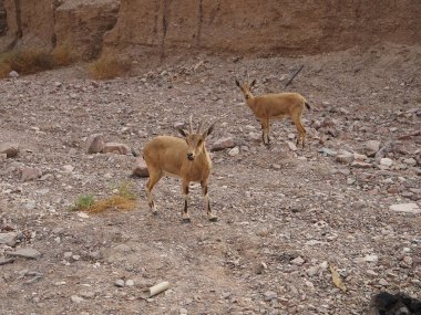 Harei Eilat, ya da Eilat Dağları, İsrail 'deki en nefes kesici manzaraları ve muhteşem çöl rotalarını sunar.