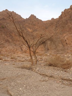 Harei Eilat, ya da Eilat Dağları, İsrail 'deki en nefes kesici manzaraları ve muhteşem çöl rotalarını sunar.
