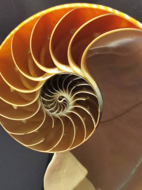 Doğal trilobit dokusu çok güzel bir arka plan.