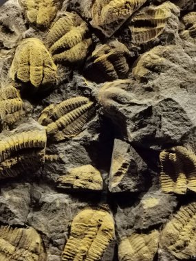 Doğal trilobit dokusu çok güzel bir arka plan.