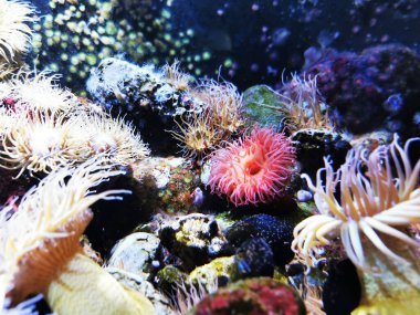 Deniz şakayığı çok güzel doğal bir arka plan.