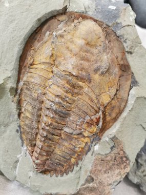 Eski trilobit fosili güzel bir hayvan arkaplanı.