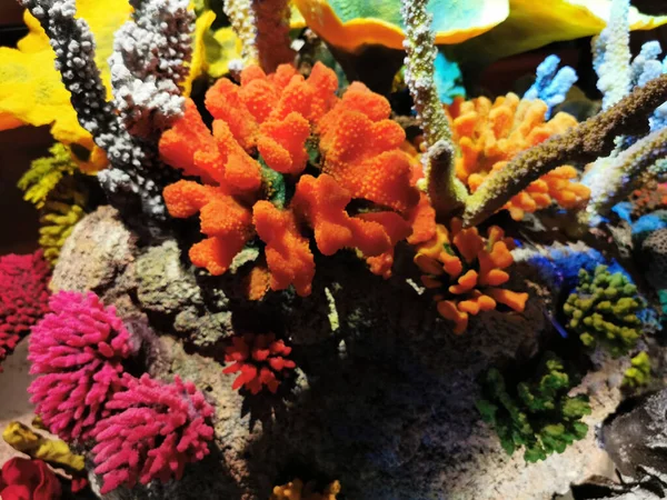 漂亮的珊瑚动物 如美丽的海底色 — 图库照片