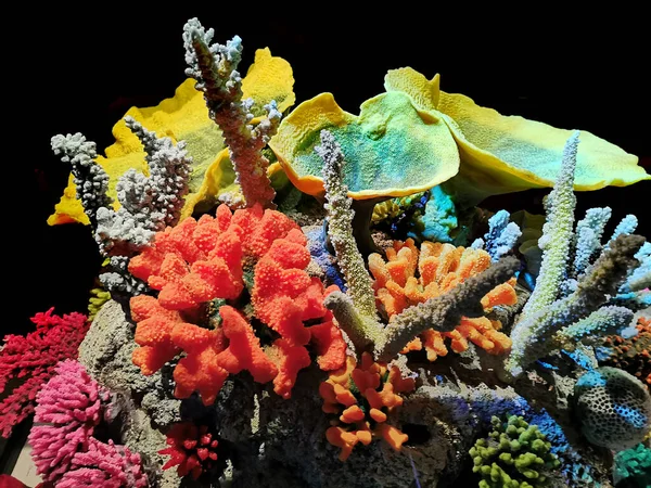 Ωραία Κοράλλια Ζώα Ωραία Θάλασσα Φόντο — Φωτογραφία Αρχείου