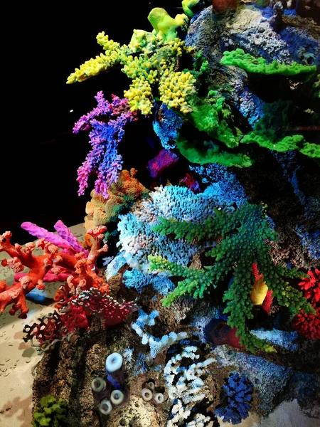 漂亮的珊瑚动物 如美丽的海底色 — 图库照片
