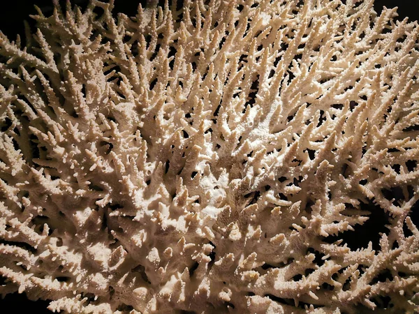 Animales Coral Agradable Como Fondo Mar Agradable — Foto de Stock