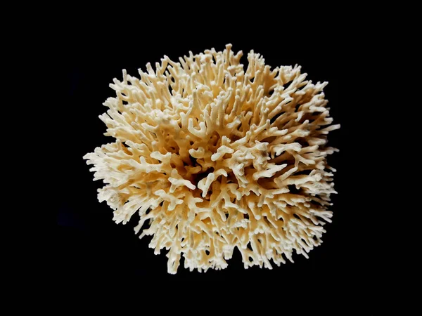Коралові Тварини Ізольовані Чорному Тлі — стокове фото