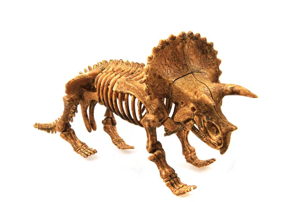 Triceratop Kostra Izolované Bílém Pozadí — Stock fotografie