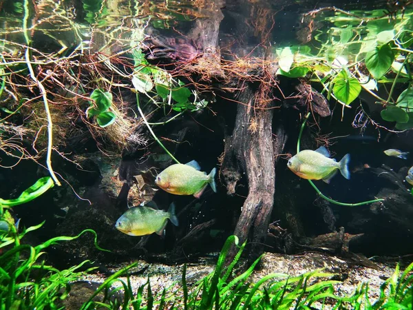 Piranha Fishes Jungle Nice Background — Stock Photo, Image