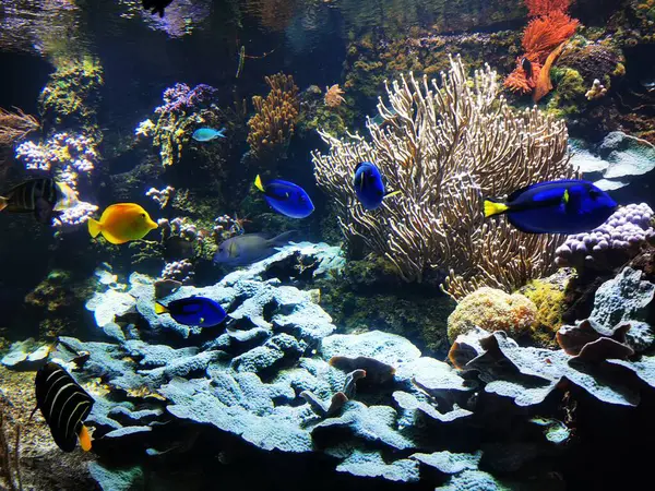 珊瑚海鱼是非常漂亮的红海背景 — 图库照片