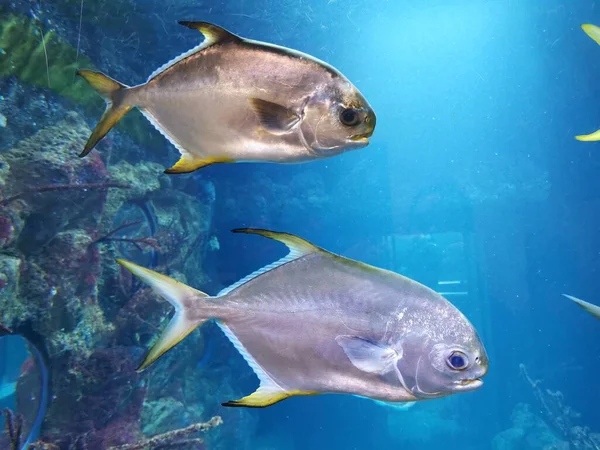 Güzel Bir Arka Plan Olarak Denizden Gelen Küçük Balıklar — Stok fotoğraf