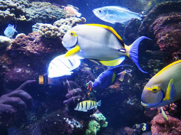 Kızıl Denizde Egzotik Sarı Balıklar — Stok fotoğraf