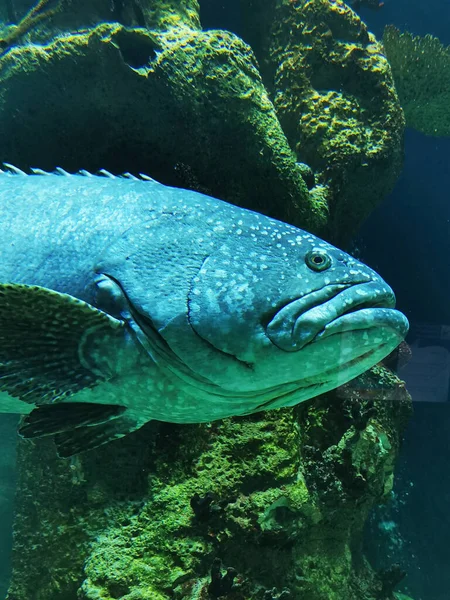 Große Fische Sehen Aus Wie Latimerien Als Nettes Monster — Stockfoto