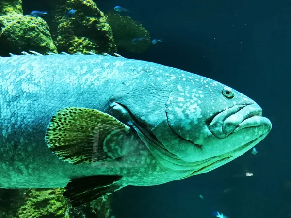 Grande Pesce Guardare Come Latimeria Come Bello Mostro — Foto Stock