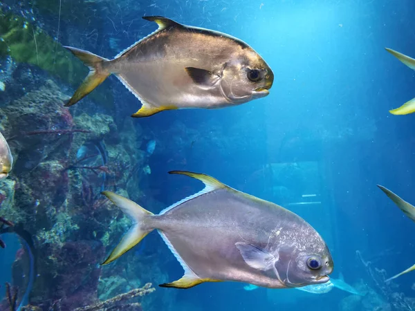 Güzel Bir Arka Plan Olarak Denizden Gelen Küçük Balıklar — Stok fotoğraf