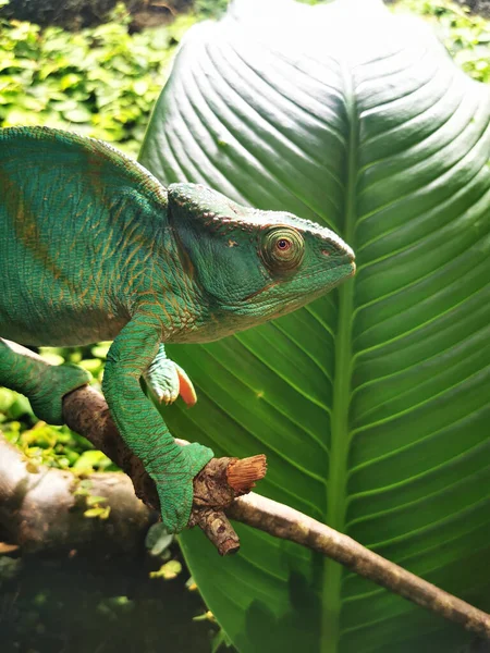 green chameleon animal from the botanical garden