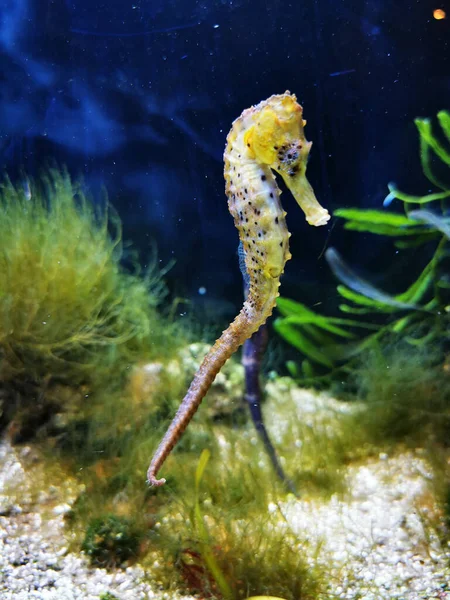 sea horse fish as cute monster from the sea