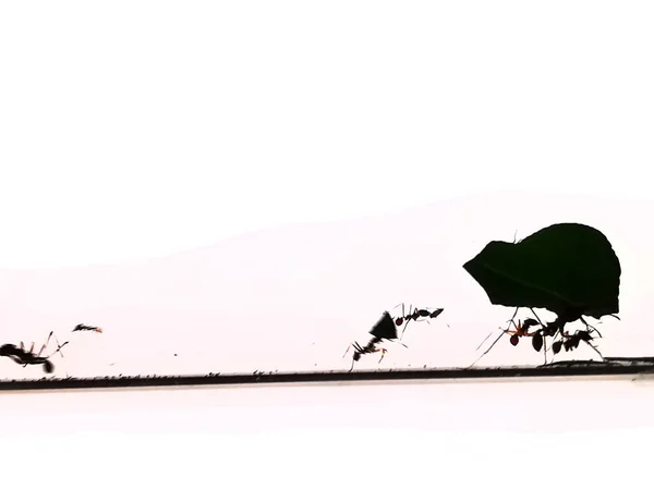 白色背景上孤立的小蚂蚁 — 图库照片