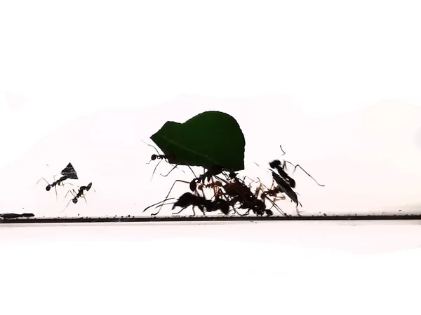 Μικρά Μυρμήγκια Που Απομονώνονται Στο Λευκό Φόντο — Φωτογραφία Αρχείου