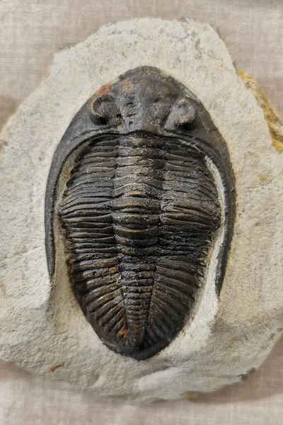 古老的三叶虫化石是很好的动物背景 — 图库照片