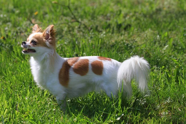Långt Hår Chihuahua Violka Det Gröna Gräset — Stockfoto