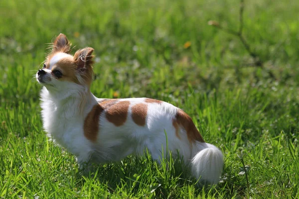 Cabelo Longo Chihuahua Violka Grama Verde — Fotografia de Stock