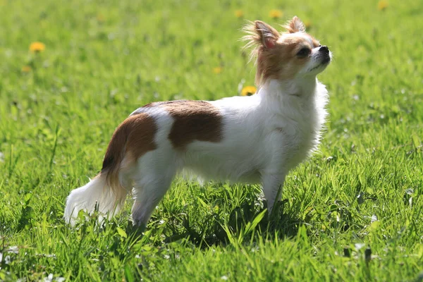 Długowłosy Chihuahua Violka Zielonej Trawie — Zdjęcie stockowe