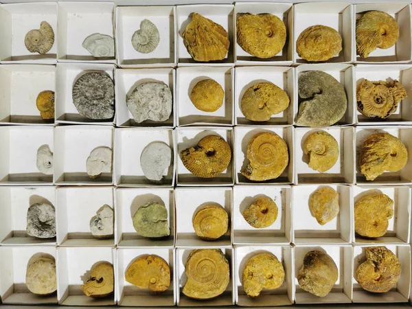 Ammonite Fosilní Textury Jako Velmi Pěkné Přírodní Pozadí — Stock fotografie
