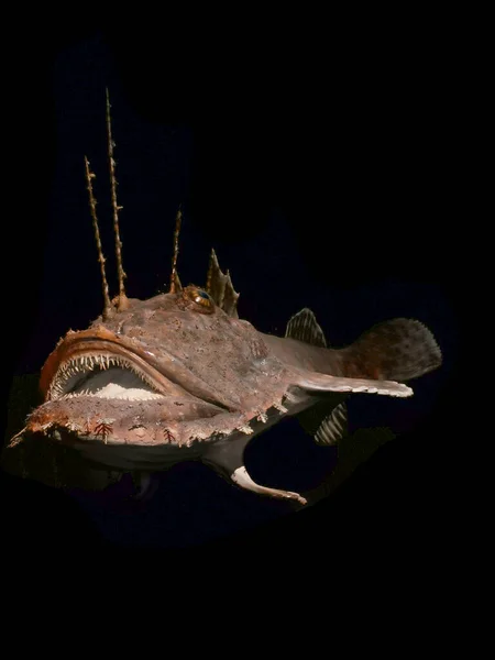 Peixes Profundidade Escuros Isolados Fundo Preto — Fotografia de Stock