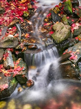 Parktaki sonbahar nehri renk yapraklarıyla